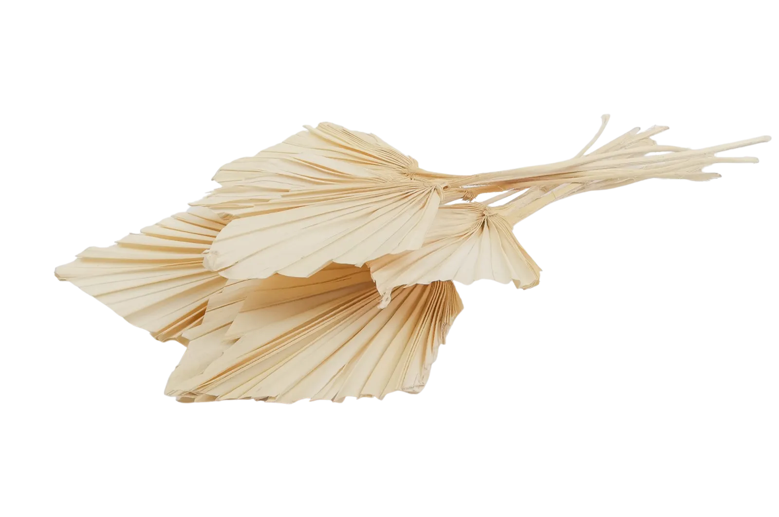 Italian White Mini Palm Spears Bouquet