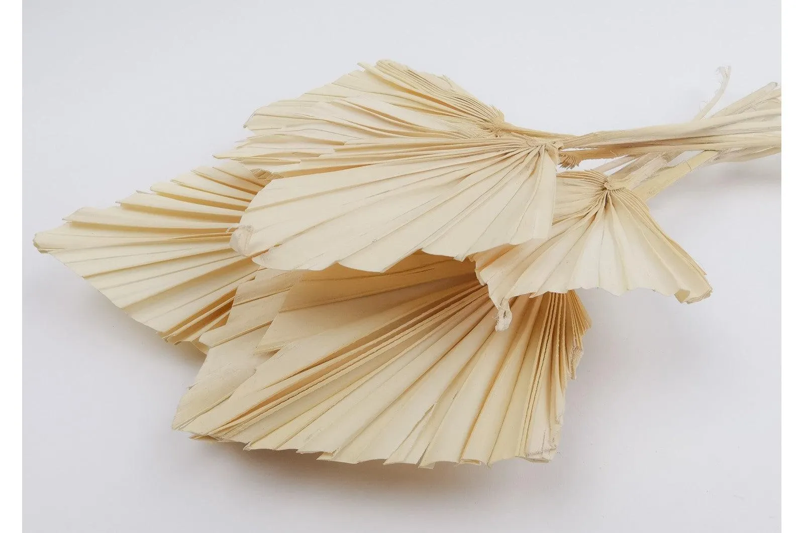 Italian White Mini Palm Spears Bouquet