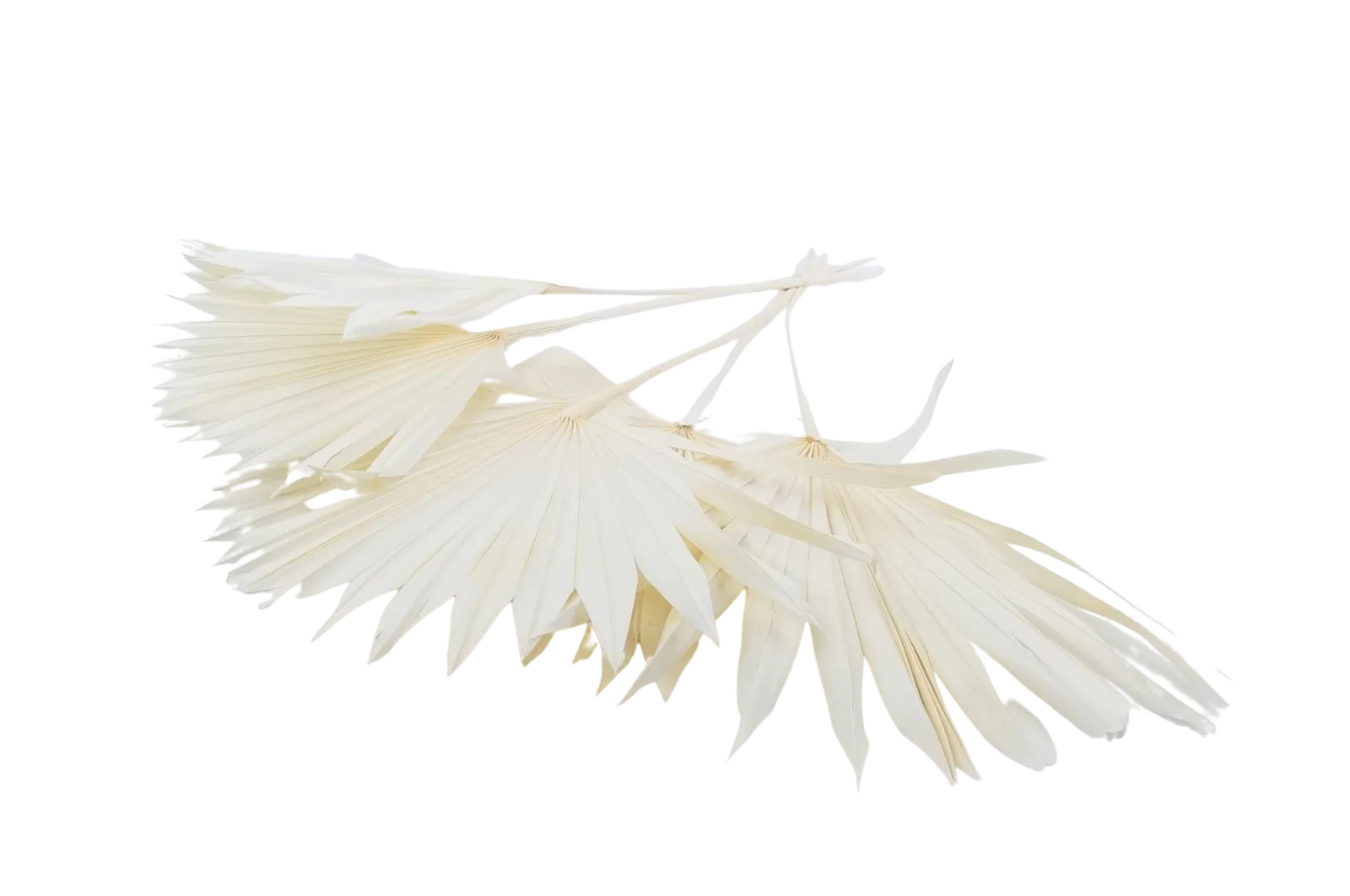 Italian White Palm Sun Bouquet