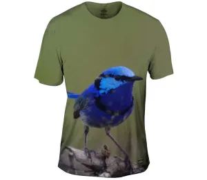 Splendid Fairy Wren