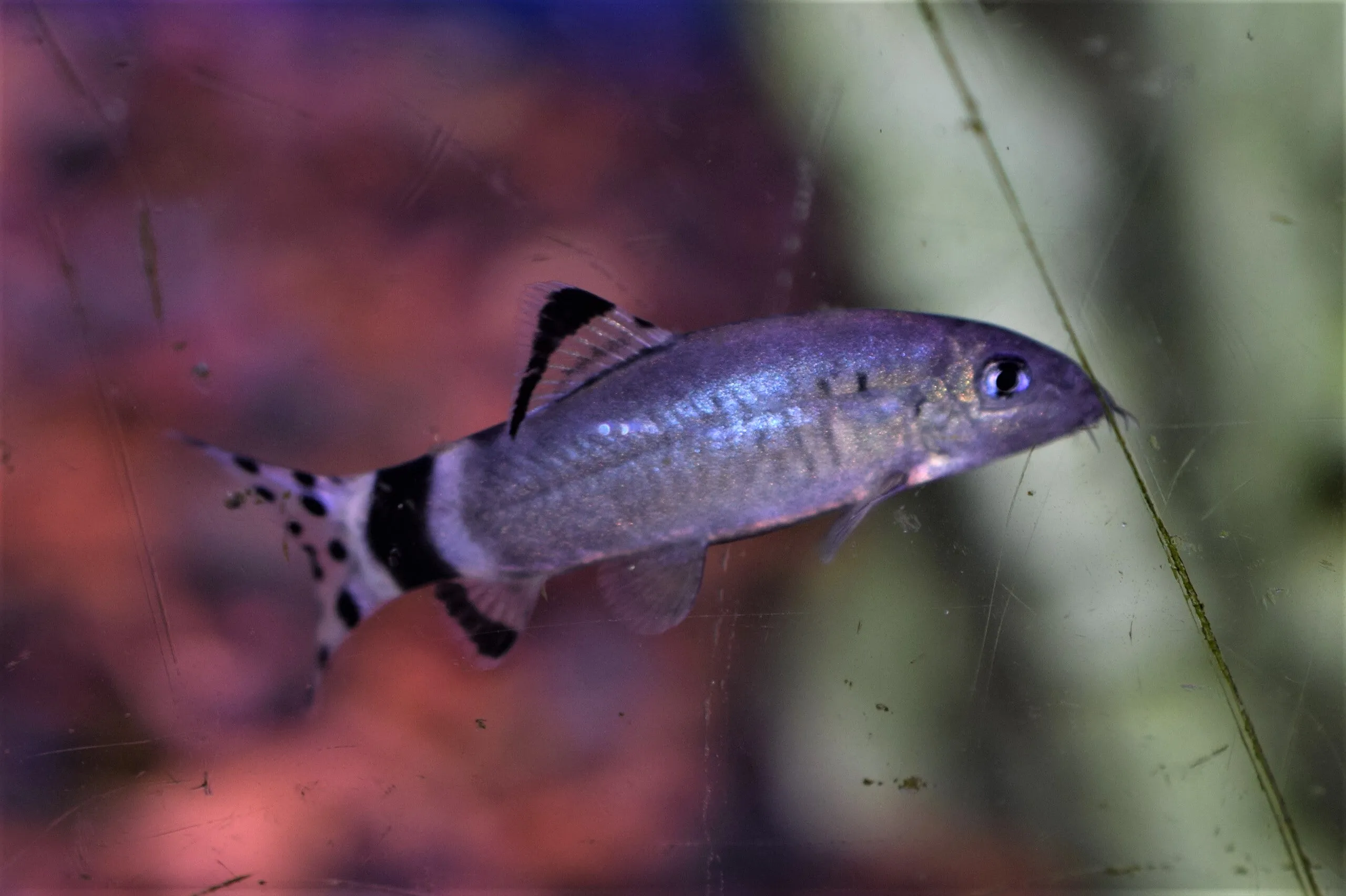 Splendid Loach