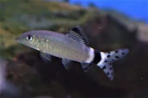 Splendid Loach